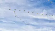 Why Do Birds Fly in V-Formation? Scientists Finally Crack the Mystery!