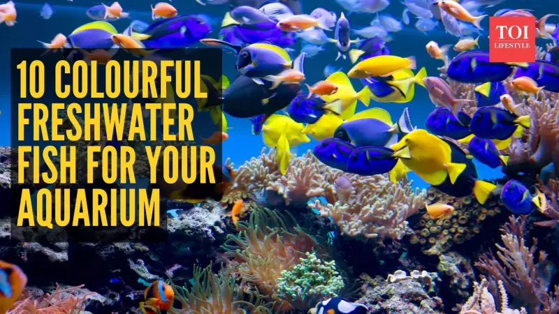 10 Most Colourful Freshwater Fish for a Vibrant Aquarium