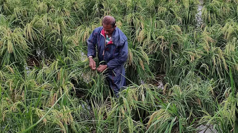 300+ Canacona Farmers Seek Relief After Unseasonal Rains Damage Paddy