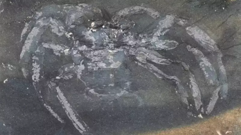 310-Million-Year-Old Spider Fossil Found in Germany with Incredible Details Preserved