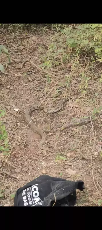 4-Foot Russell's Viper Rescued in Palamu Village, Released in Forest