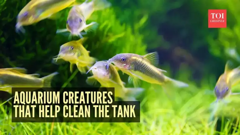 5 Amazing Aquarium Cleaners: Nature's Solution to Sparkling Fish Tanks