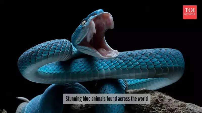 5 Electric Blue Animals That Look Painted With Ocean Water