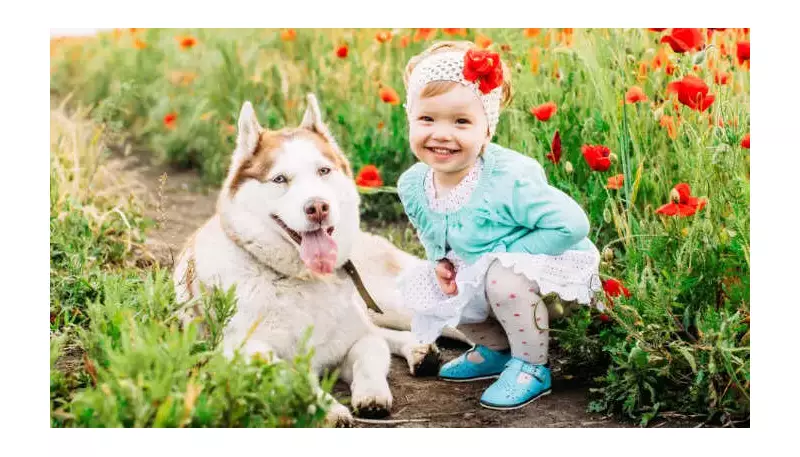 5 Myths About Huskies as Family Dogs Debunked for Indian Parents