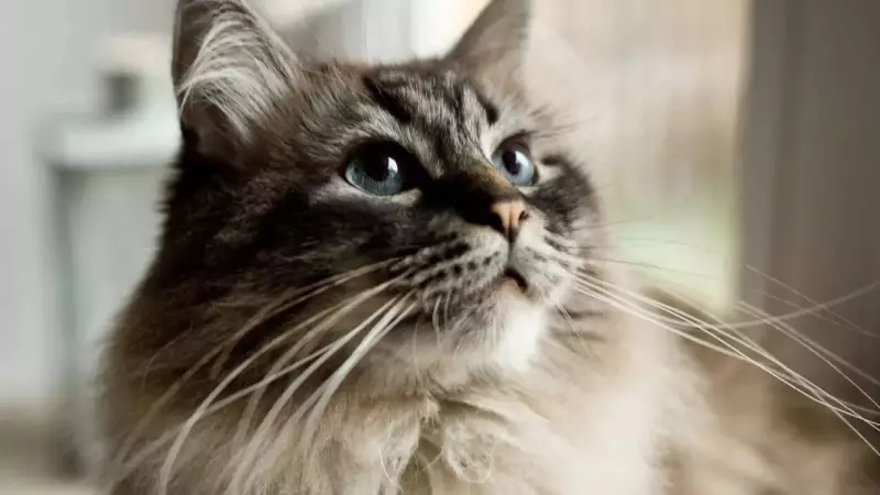 5 Reasons Why You Should Never Cut Your Cat's Whiskers