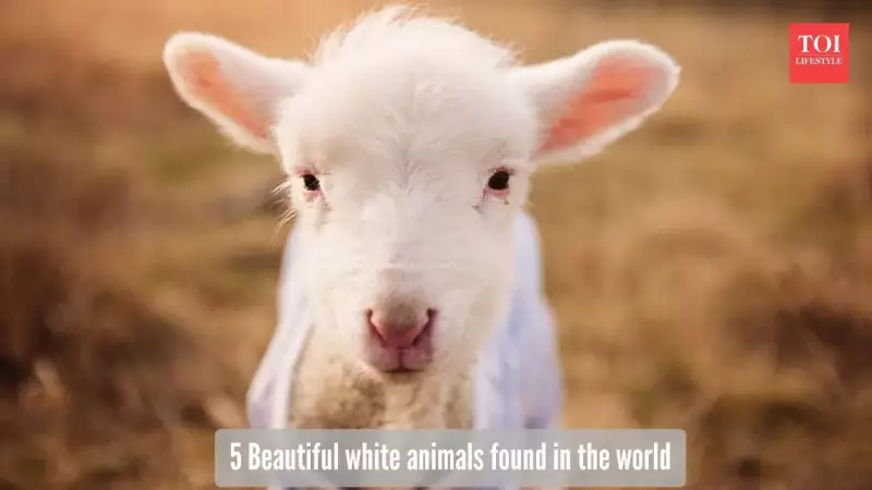 5 Stunning White Animals That Look Like Fluffy Snowballs