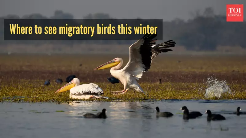 6 Best National Parks in India for Winter Birdwatching 2025