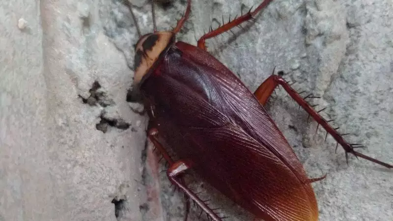 6 Diseases Roaches Carry and How to Protect Your Family