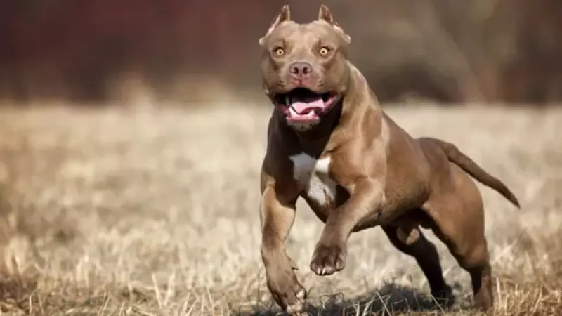 6-Year-Old Boy Mauled by Pitbull in Delhi, Ear Severed in Brutal Attack