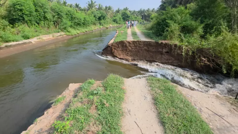 60,000 Coconuts Lost as PAP Canal Breach Floods Tirupur Farms