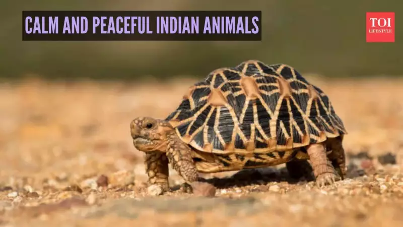 7 Gentle Indian Animals Known for Their Calm Nature