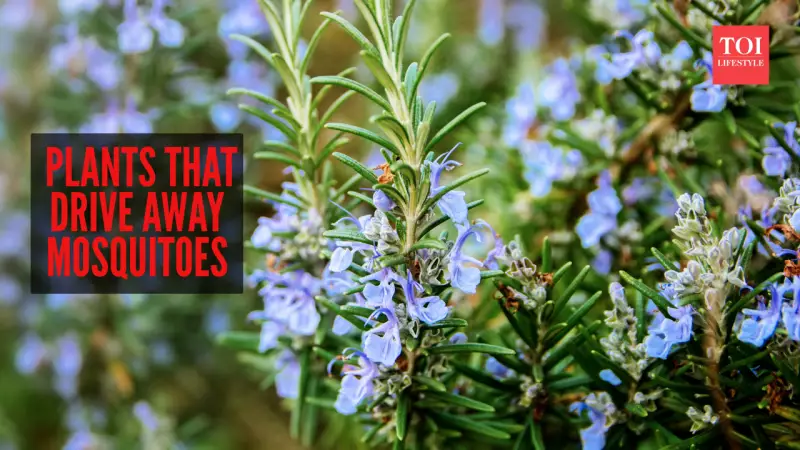 7 Natural Plants That Effectively Repel Mosquitoes