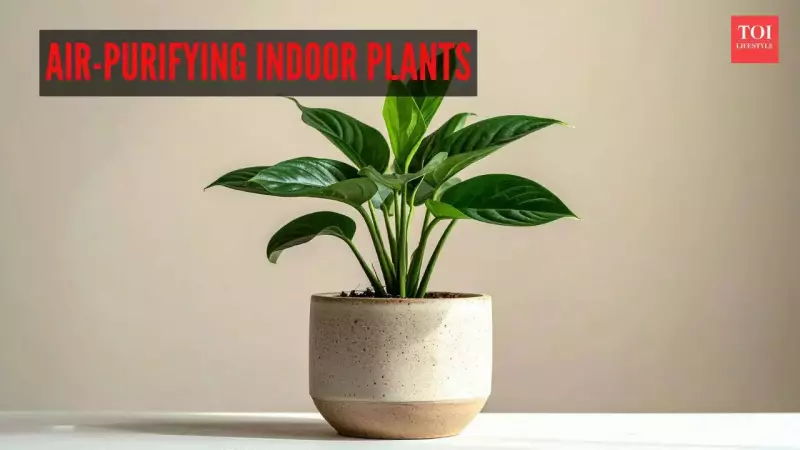 8 Best Air-Purifying Indoor Plants to Absorb Harmful Gases Naturally
