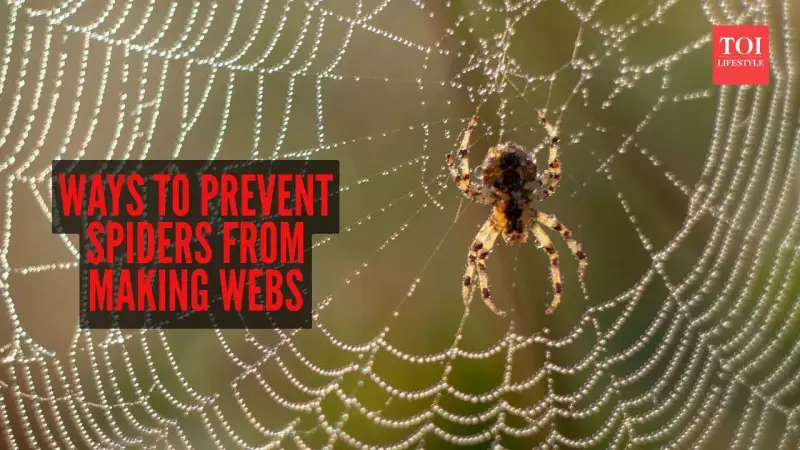 8 Effective Ways to Prevent Spiders from Making Webs in Your Home