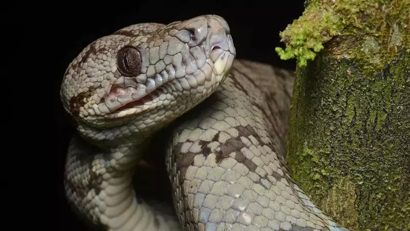 Amazon Tree Boa's Skin Secrets: How Micro-Scales Drive Rainforest Survival