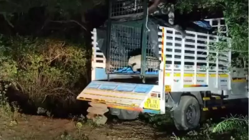 Anamalai Tiger Reserve: 5-Year-Old Leopard Captured, Released in Deep Forest