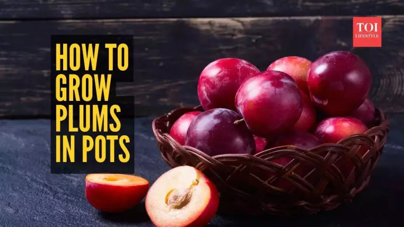 Balcony Plum Paradise: Your Step-by-Step Guide to Growing Juicy Plums at Home
