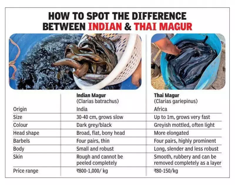 Banned Thai Magur Floods Delhi-NCR Markets Despite 27-Year Government Ban