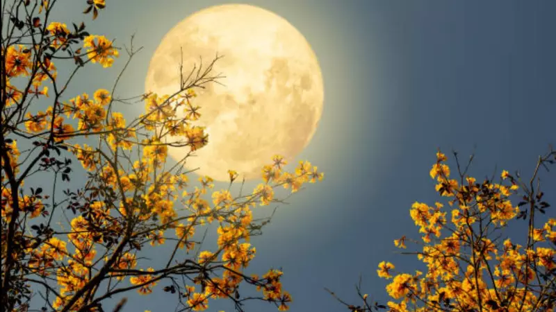 Beaver Moon 2025: Your Complete Guide to November's Spectacular Full Moon in India