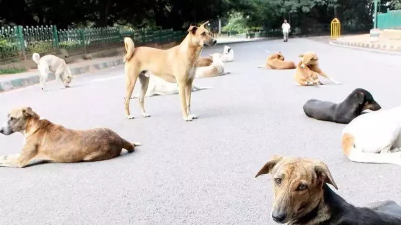 Bengaluru Schools Protest Stray Dog Survey Directive From Civic Body