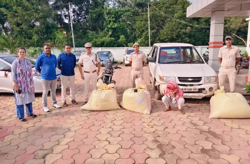 Berhampur Excise Seizes 150 Kg Ganja Worth ₹25 Lakh, Arrests One