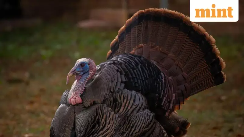 Beyond the US: 6 Nations Celebrating Thanksgiving Globally