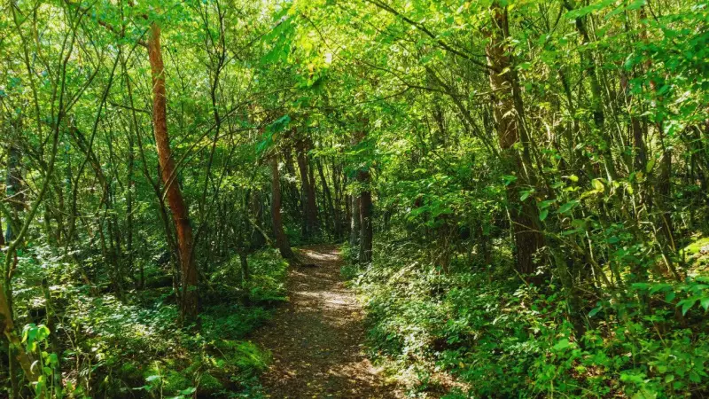 Bihar Approves ₹34 Crore for Zoo Staff Housing & Eco-Tourism Boost