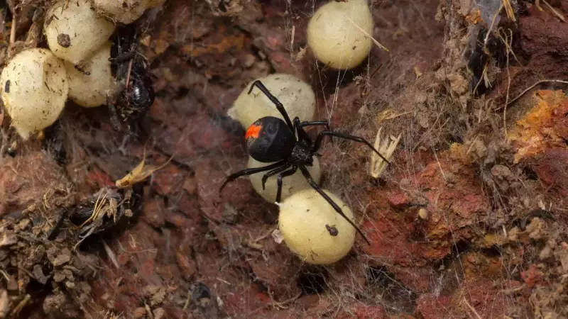 Black Widow Spider Eggs: What They Look Like & How to Eliminate Them Safely