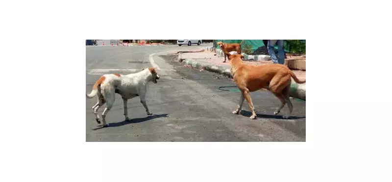 BMC Implements Supreme Court Order to Remove Stray Dogs from Key Mumbai Areas