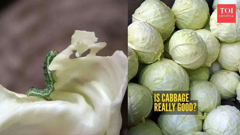 Cabbage Health Alert: The Hidden Dangers in Your Winter Diet