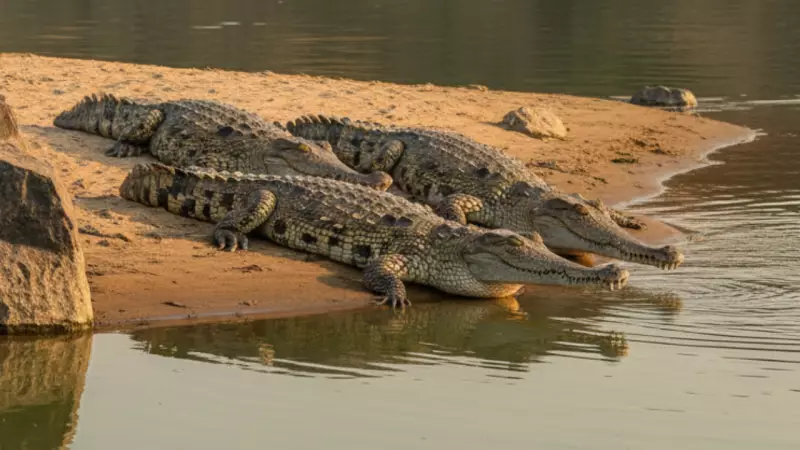 Chambal River Horror: 3 Crocodiles Drag Rajasthan Man Into Waters, 4-Day Search Yields No Trace