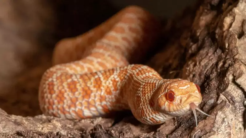 Climate Change Shifts Venomous Snake Habitats in India, Study Warns