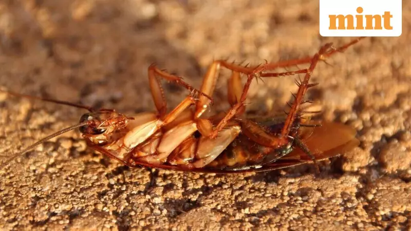 Cockroach Infestations Pollute Indoor Air with Allergens, Study Finds