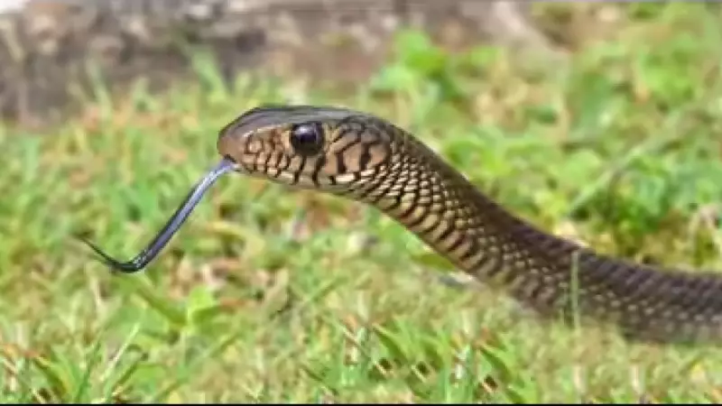 Coimbatore Fire Dept Rescues Rat Snake from Collector Office