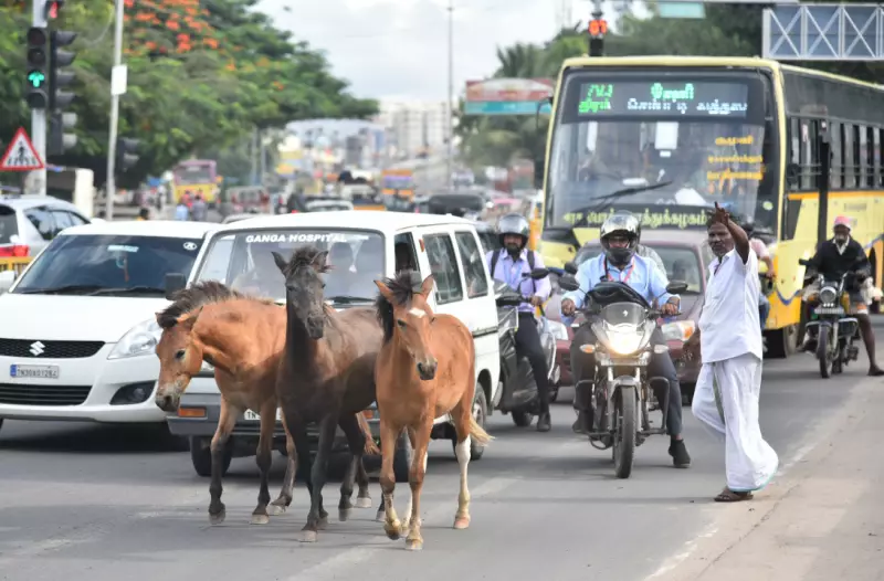 Coimbatore's Stray Horse Crisis: 70+ Horses Roam Streets, Prompting Safety Concerns