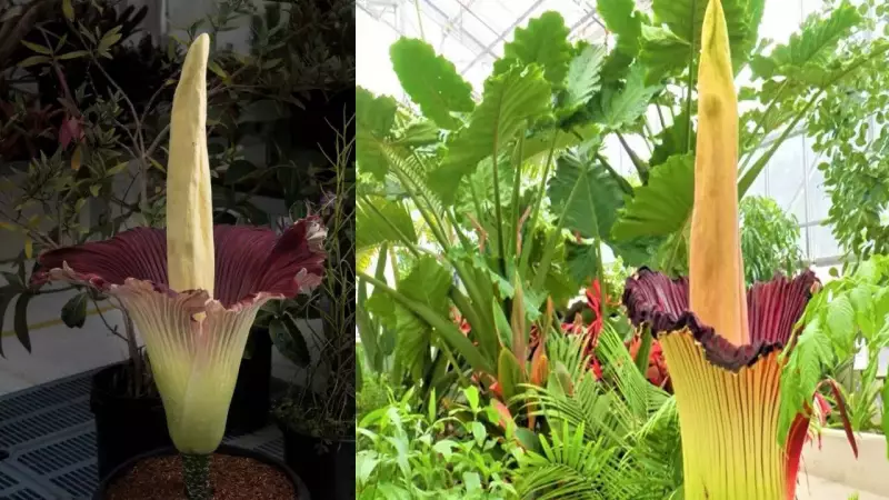 Corpse Flower: The Mysterious Bloom That Smells Like Death | Rare Botanical Wonder