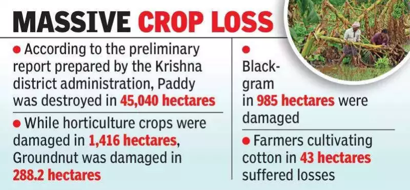Cyclone Montha Ravages Krishna District: Agriculture, Fisheries & Infrastructure Decimated