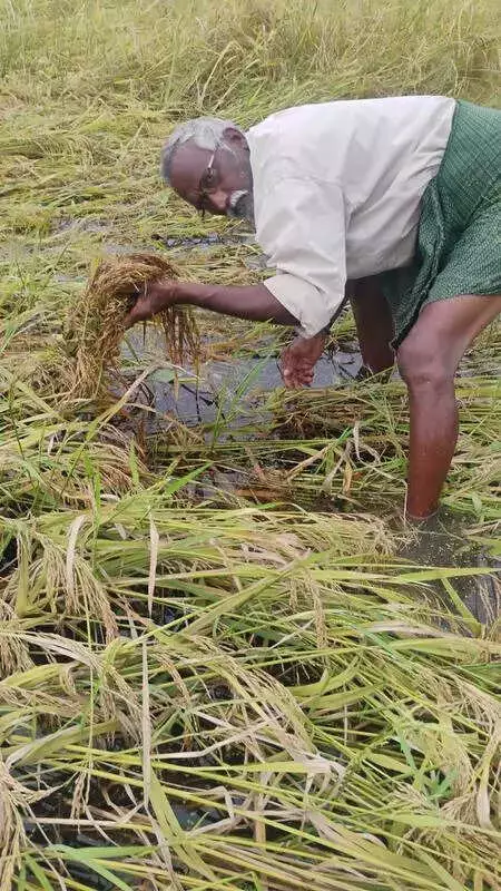 Cyclone Threat Looms Over Odisha Farmers, Paddy Crops at Risk