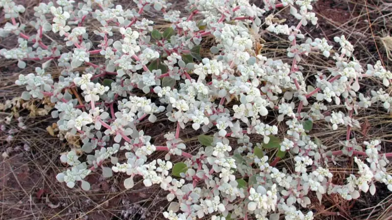 Death Valley Plant Holds Key to Heat-Resistant Crops at 50°C