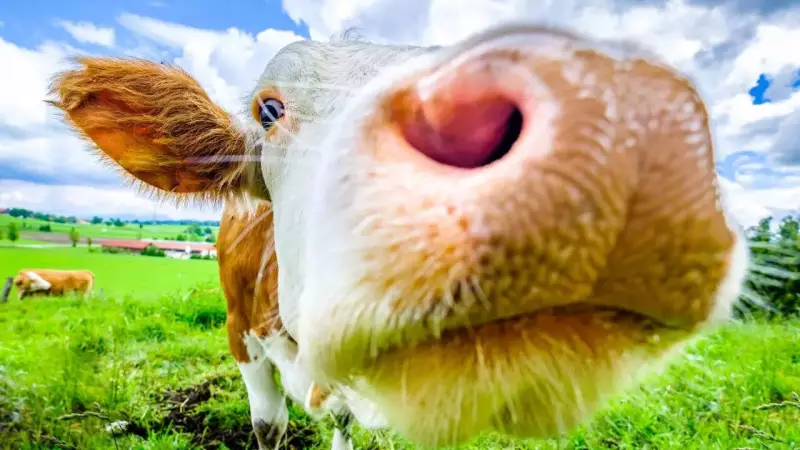 Do Cows Really Love Jazz? Science Reveals How Music Affects Cattle