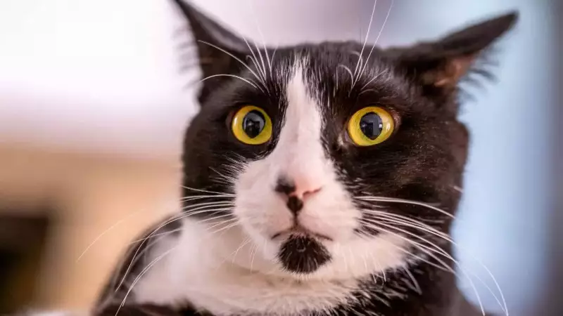 Feline Dementia: 6 Early Signs Your Senior Cat Needs Help