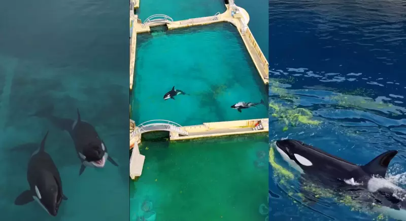 France's Orca Crisis: 2 Whales Trapped in Closed Marine Park