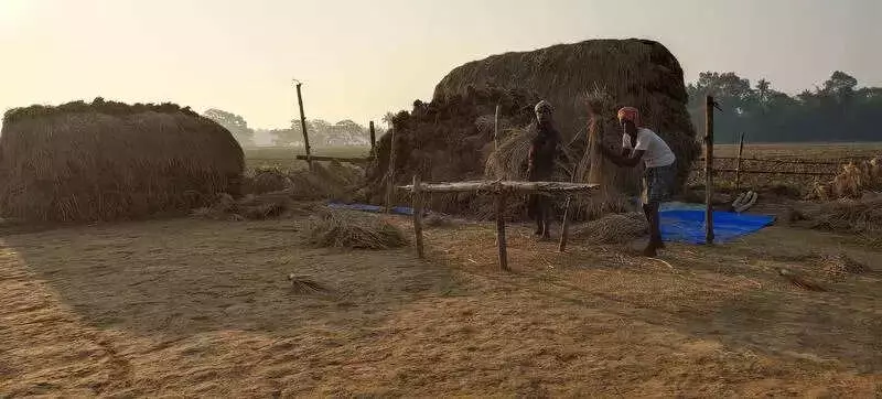 Ganjam Paddy Procurement Begins Dec 23: 1.56L Farmers Registered