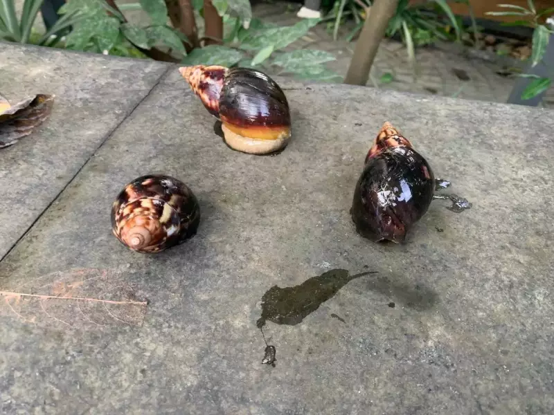 Giant African Snails Invade Goa: Threat to Crops & Ecology