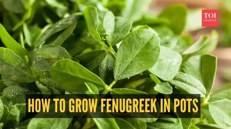 Grow Methi Saag in 25 Days: Easy Balcony Garden Guide