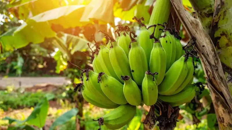 Grow Your Own Banana Plant Without Seeds: The Ultimate Sucker Method Guide