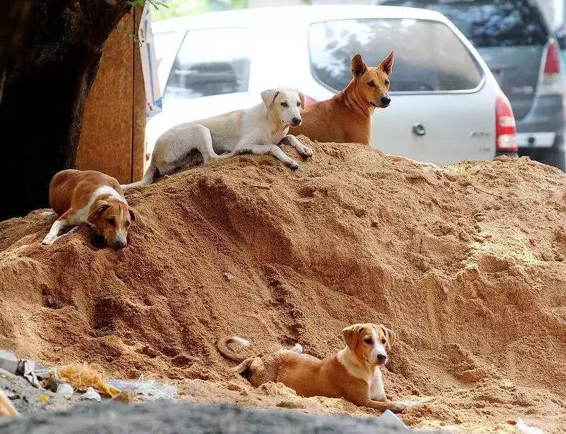 Gurgaon Launches New Stray Dog Sterilization Drive Until 2027