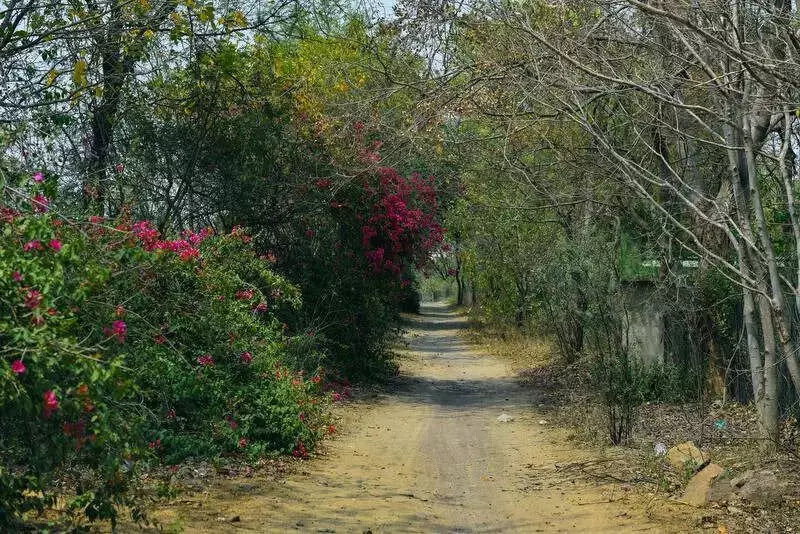 Gurgaon's Bhondsi Nature Camp Set for Major Eco-Tourism Revamp