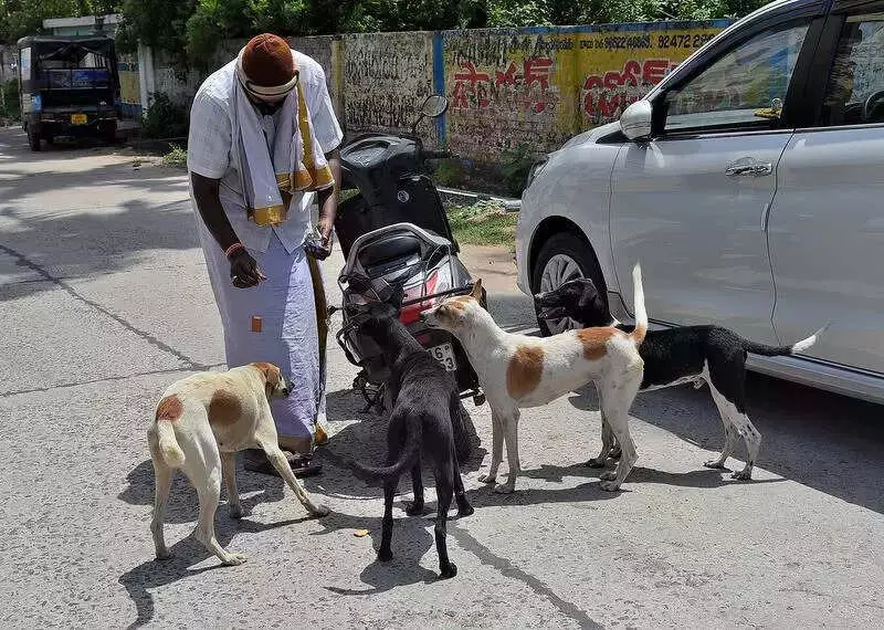 Haryana Orders Strict Stray Dog & Cattle Control Following Supreme Court Directive