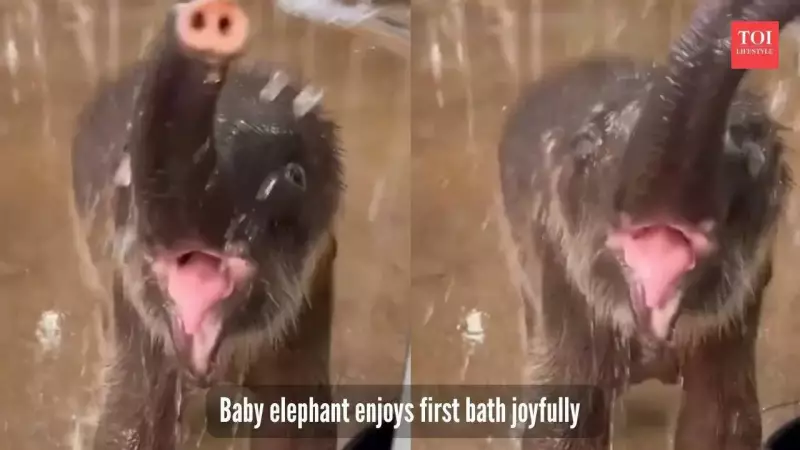 Heartwarming Video: Baby Elephant's First Bath Sparks Joy Online, Dubbed 'Self-Care Sunday'